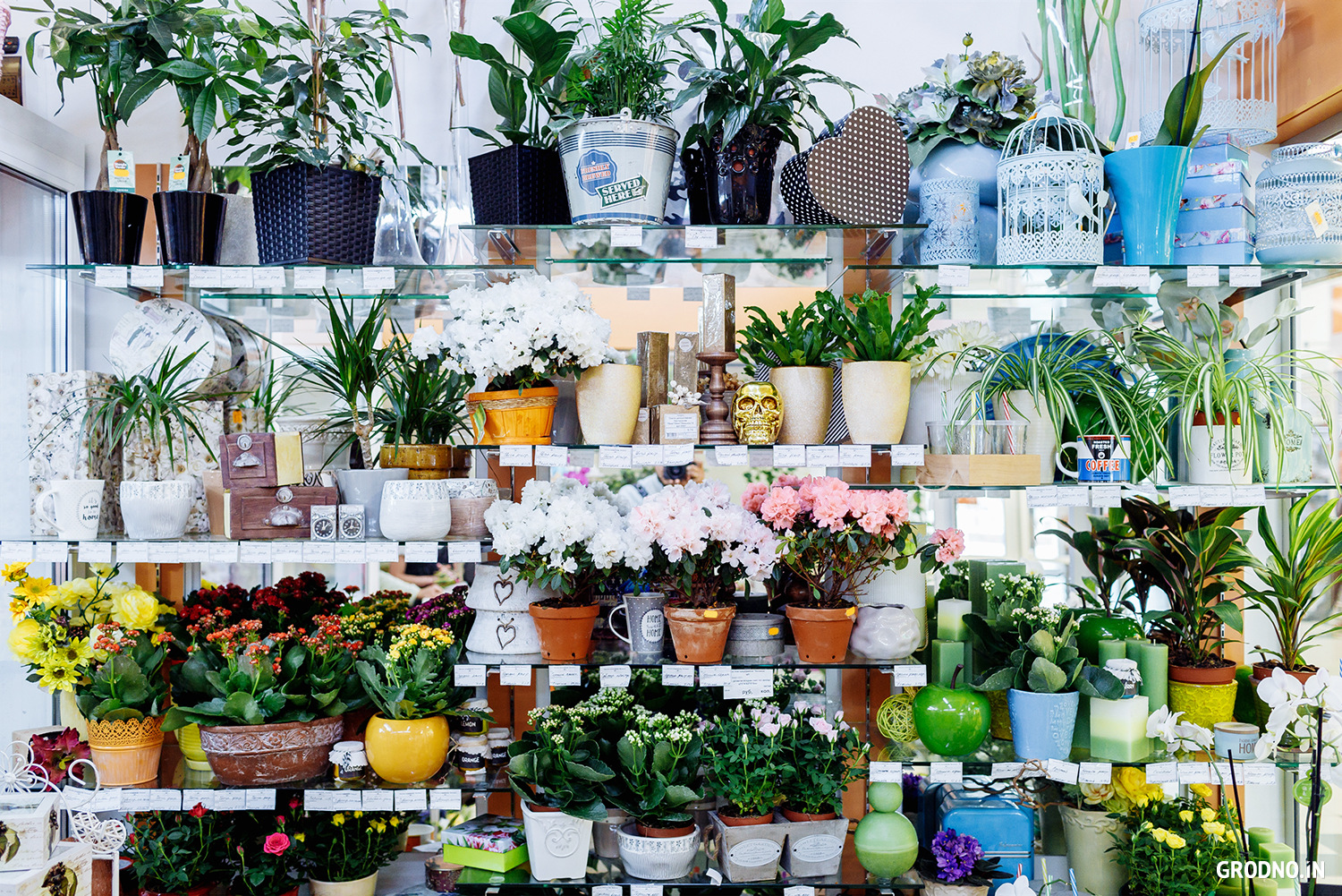 Где Дешево Купить Комнатные Растения