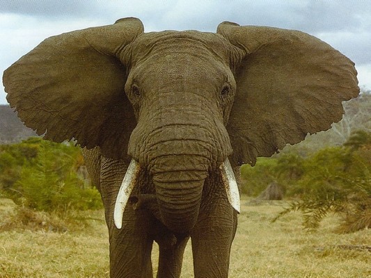 Слон для Гродненского зоопарка. Яндекс.Картинки