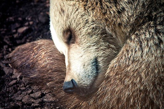 Медведь (Яндекс.Картинки)