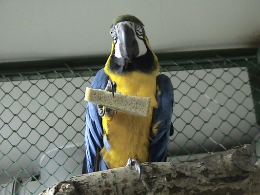 В Гродненский зоопарк прибыл новый попугай
