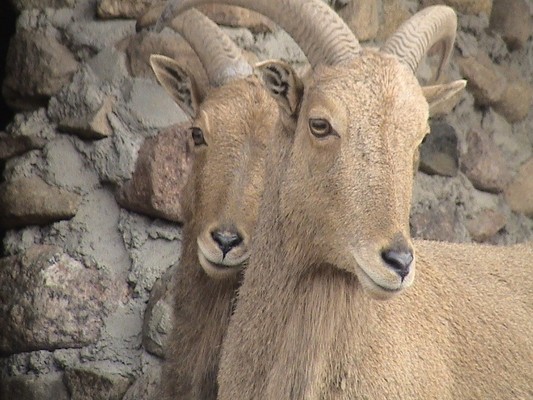 Новые козы в Гродненском зоопарке