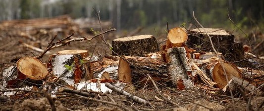 Вырубка деревьев в Гродно