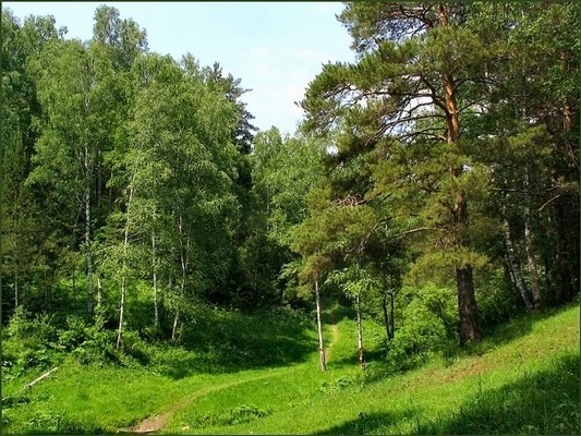 Бабушка заблудилась в лесу