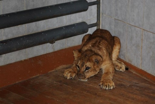 Львенок Джонни в Гродненском зоопарке