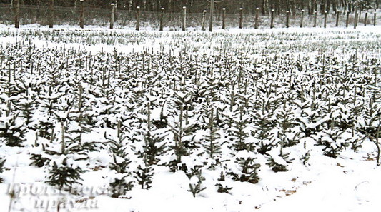 Плантации елок гродненского лесхоза