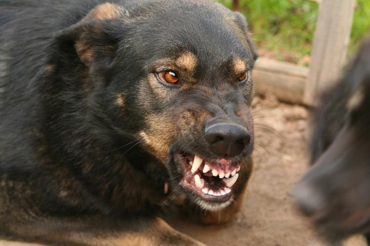 Стати собак терроризируют Гродно