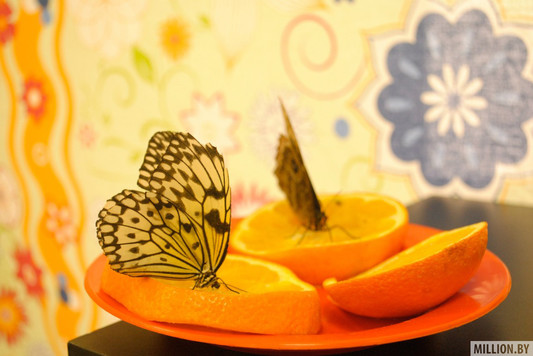 В Гродно открылась выставка живых экзотических бабочек
