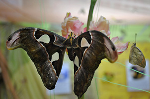 Тизания агриппина — представительница вида самых больших бабочек в мире
