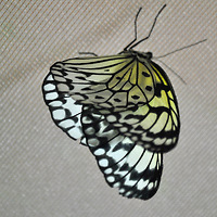 На выставке представлены как дневные, так и ночные бабочки