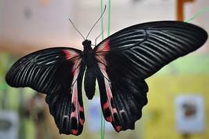 Некоторые из представленных видов бабочек можно вырастить в домашних условиях