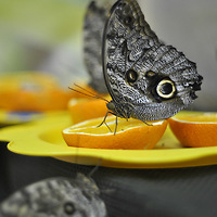Бабочки питаются нектаром фруктов