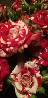 Кустовая красная роза с белыми вкраплениями