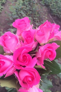 Роза Pink